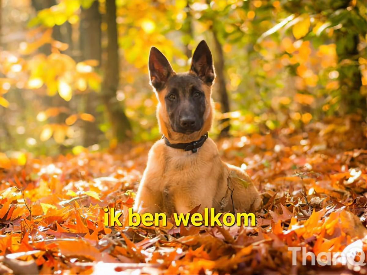 Villa Leuk Chalet Te Huur In Putten, Honden Van Harte Welkom, Alleen Voor Recreatie Extérieur photo